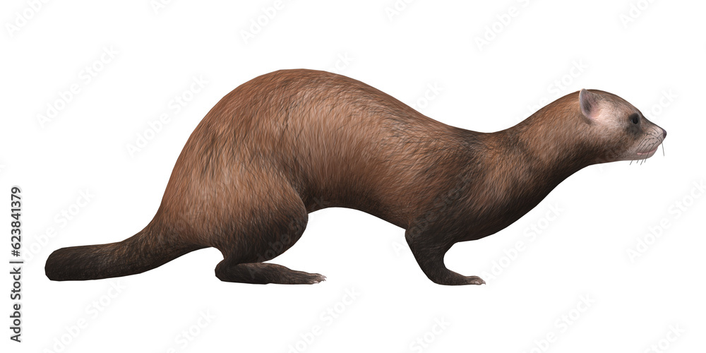 Naklejka premium Ferret isolated on a Transparent Background