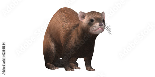 Tableau sur toile Ferret isolated on a Transparent Background