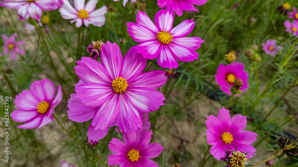 Cosmos flowers in the garden Cosmos flowers in the garden