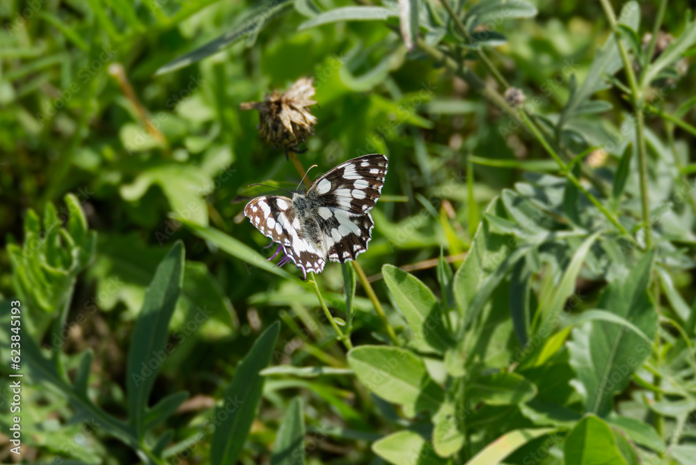 Marbled White (Melanargia galathea) butterfly sitting on a pink scabiosa in Zurich, Switzerland Marbled White (Melanargia galathea) butterfly sitting on a pink scabiosa in Zurich, Switzerland