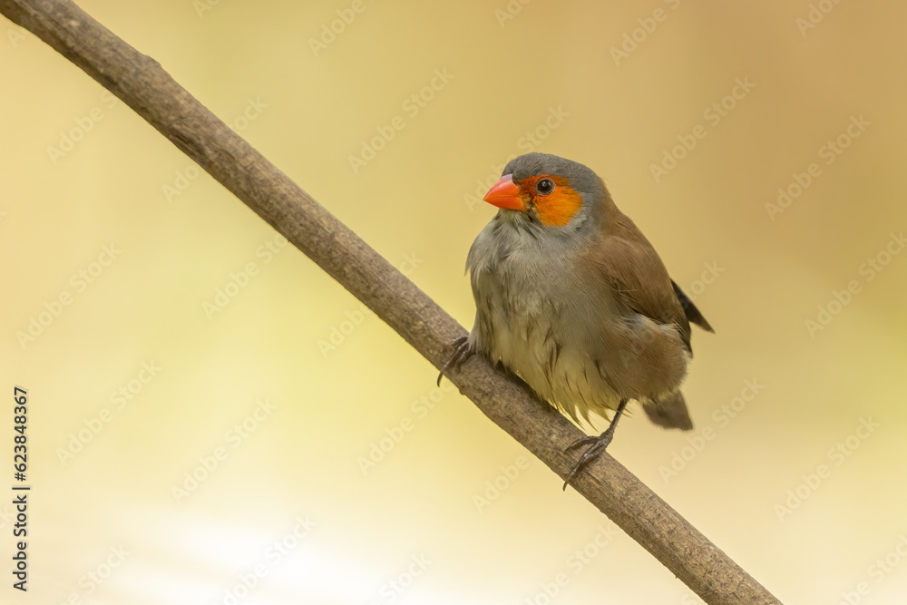Orange-cheeked waxbill perched on a branch Orange-cheeked waxbill perched on a branch