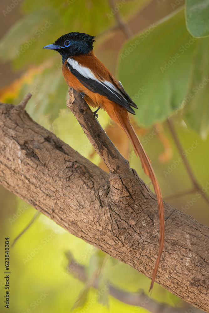 Fototapeta premium Red-bellied Flycatcher perched on a branch