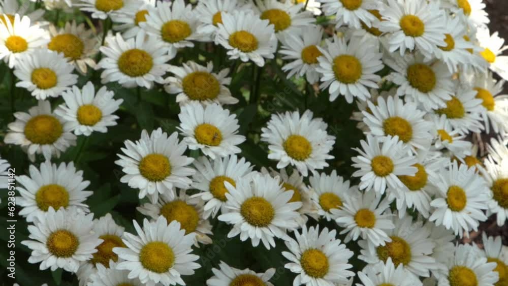 A bush of white daisies in the garden. Summer flower. Gardening. Buds close up. Chamomile petals. Floral background. Flora plant A bush of white daisies in the garden. Summer flower. Gardening. Buds close up. Chamomile petals. Floral background. Flora plant