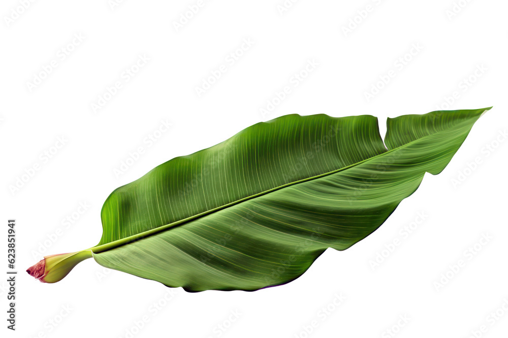 Fototapeta premium Banana fresh green tropical leaf isolated on transparent background, PNG