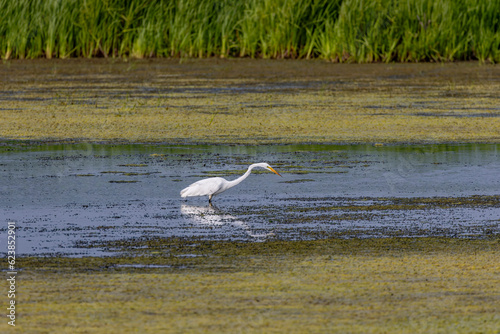 The great egret (Ardea alba) on the hunt. This bird also known as the common egret, large egret, or great white egret or great white heron.