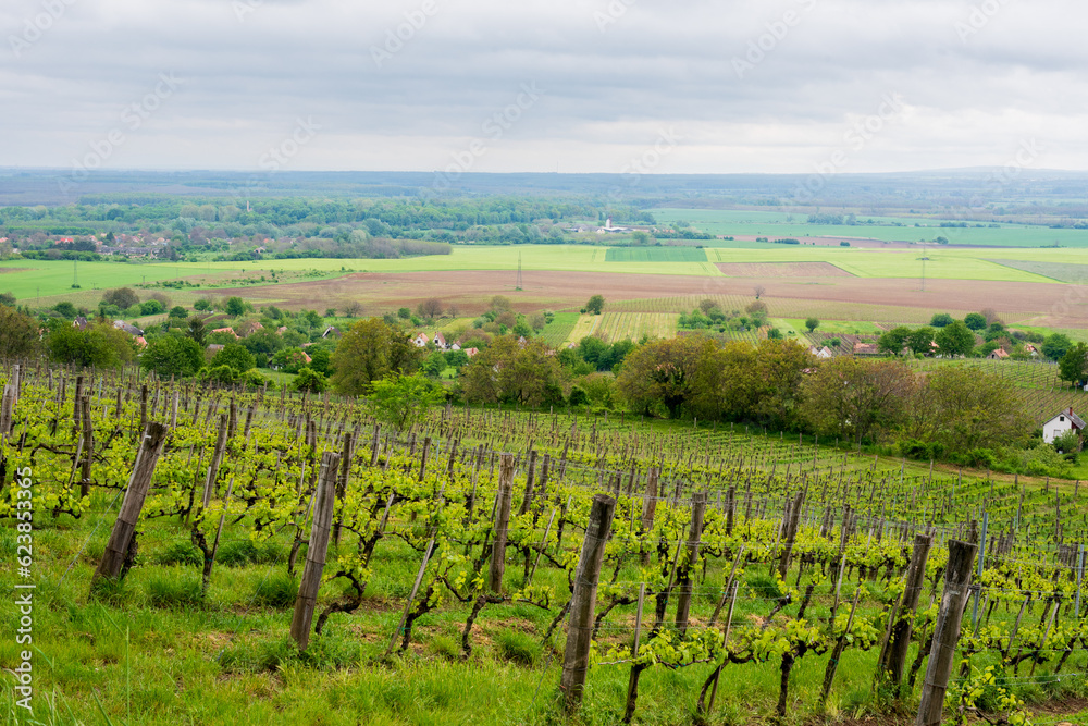 Vineyard. Rows of vine grape in vineyards in spring