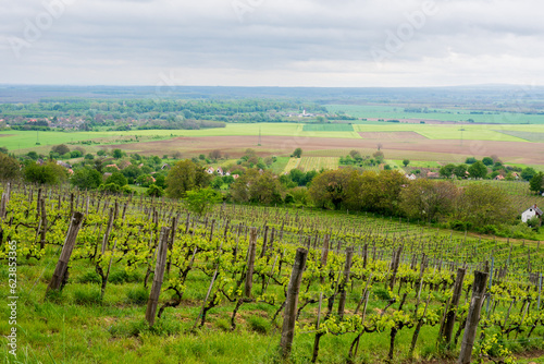 Vineyard. Rows of vine grape in vineyards in spring