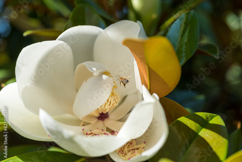 A honey bee collects pollen from a magnolia flower on a sunny day