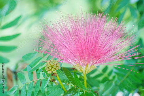 The Mimosa Tree is a stunning show of flower bursts  which are often compared to starbursts or fireworks. This small to medium-sized fast growing Mimosa Tree displays the most beautiful pink flowers i