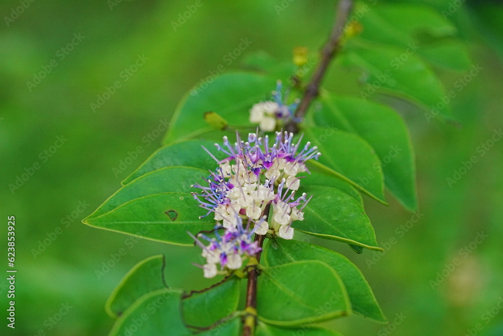 MemecylMemecylon pauciflorum Blumeon pauciflorum Blume MemecylMemecylon pauciflorum Blumeon pauciflorum Blume