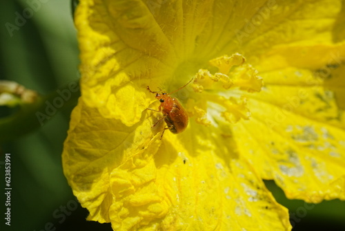 Aulacophora indica, commonly known as the Indian Aulacophora beetle or the pumpkin beetle, is a species of leaf beetle in the family Chrysomelidae. These beetles are native to Asia|黃守瓜 photo