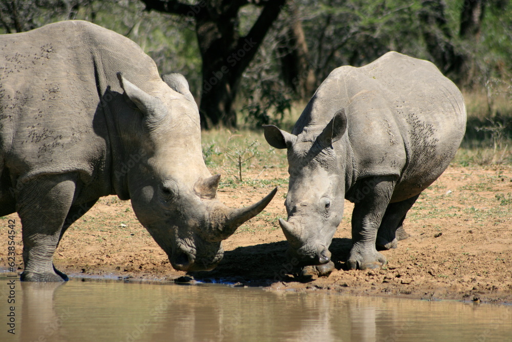 Fototapeta premium rhino in the wild, Kruger National park, South Africa 