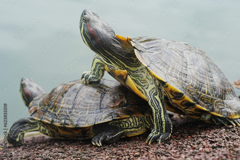 Baby Red Eared Slider Habitat| turtle|紅耳龜 Baby Red Eared Slider Habitat| turtle|紅耳龜