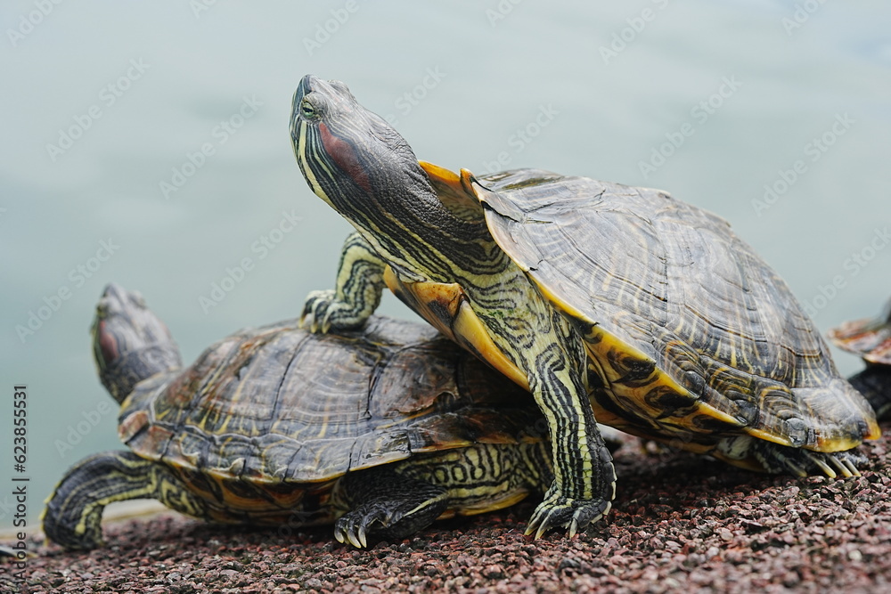Baby Red Eared Slider Habitat| turtle|紅耳龜 Baby Red Eared Slider Habitat| turtle|紅耳龜
