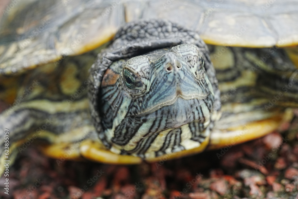 Obraz premium Baby Red Eared Slider Habitat| turtle|紅耳龜