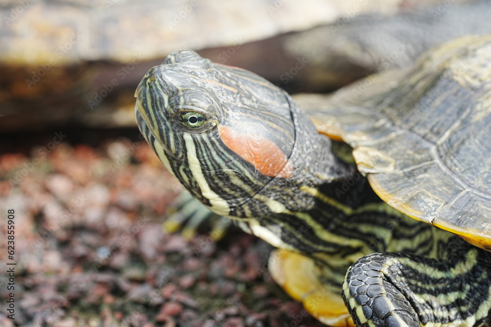 Baby Red Eared Slider Habitat| turtle|紅耳龜 Baby Red Eared Slider Habitat| turtle|紅耳龜