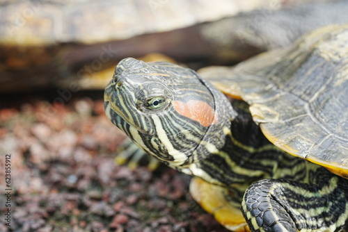 Baby Red Eared Slider Habitat| turtle|紅耳龜