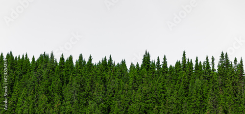 Tannenbäume isoliet vor weissem Hintergrund