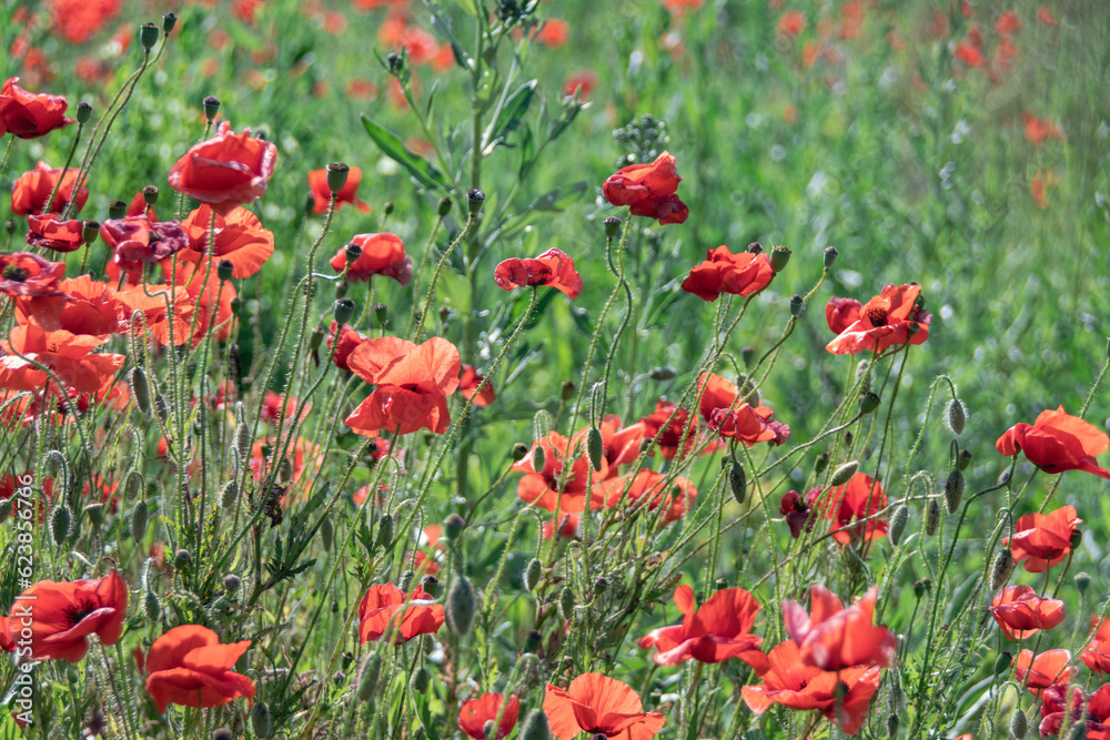 Obraz premium A lot of wild red poppy flowers