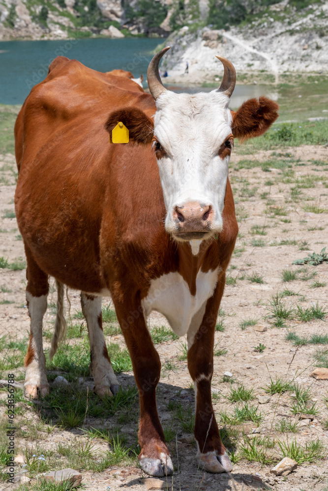 A cow grazes near a mountain lake A cow grazes near a mountain lake