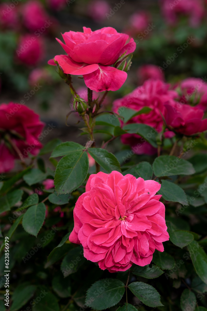 Beautiful blossoming rose flower outdoors, closeup Beautiful blossoming rose flower outdoors, closeup