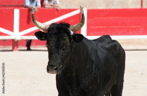 tête du taureau pour course à la cocarde