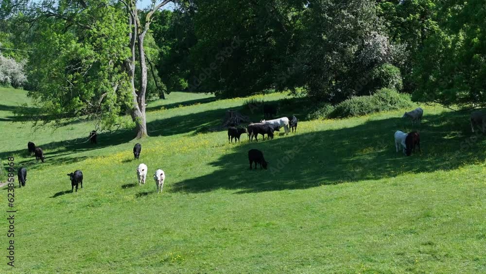 Cattle on a Farm in the Summer Cattle on a Farm in the Summer