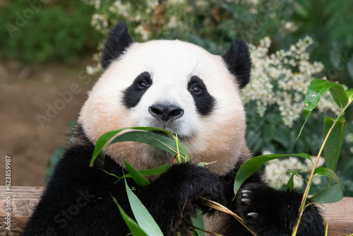 Close up Happy Panda  Fu Bao