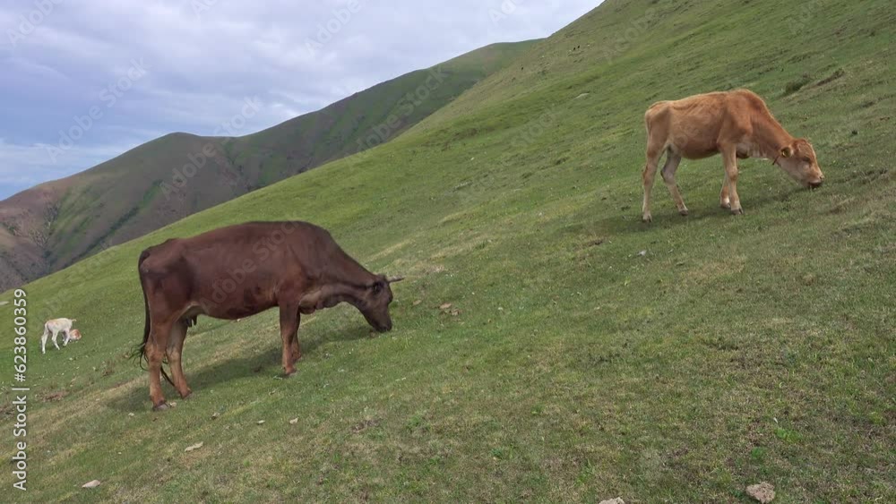 Beautiful view of cows grazing on a hill and mountains with clouds in a background.
Cows grazing on a green pasture in the the mountains. Beautiful view of cows grazing on a hill and mountains with clouds in a background.
Cows grazing on a green pasture in the the mountains.