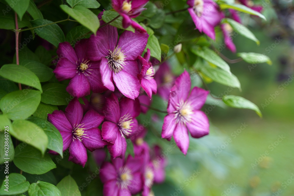 Purple and pink clematis flowers close-up