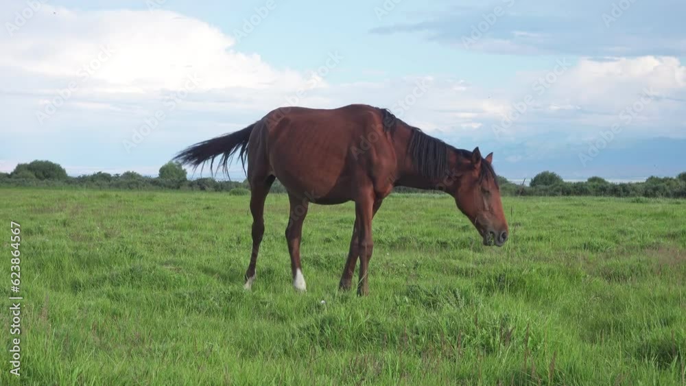 Well-groomed horse grazing in a green meadow against the backdrop of the Tien Shan mountains of Kyrgyzstan near Lake Issyk-Kul.
Beautiful brown horse against the backdrop of a mountain landscape Well-groomed horse grazing in a green meadow against the backdrop of the Tien Shan mountains of Kyrgyzstan near Lake Issyk-Kul.
Beautiful brown horse against the backdrop of a mountain landscape