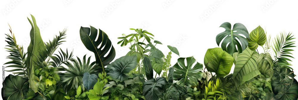 Tropical leaves banner isolated on transparent background, PNG. Fresh tropic plant leaf variety.
