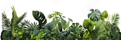 Tropical leaves banner isolated on transparent background, PNG. Fresh tropic plant leaf variety. 