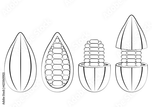 Fresh Cocoa Fruits Hand Draw, Cacao Beans, Cocoa Pod. Vector Illustration Isolated on White Background.