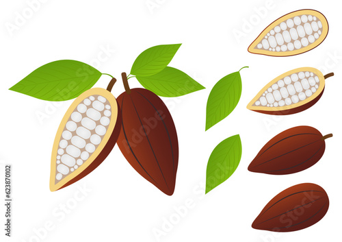 Fresh Cocoa Fruits with Leaf, Cacao Beans, Cocoa Pod. Vector Illustration Isolated on White Background.