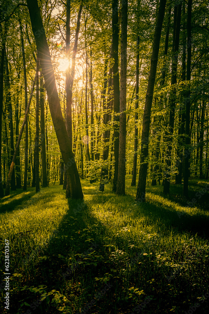 Obraz premium When shadows and sun play tha game.