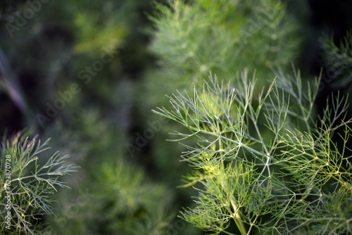 Green bunches of green dill. Green salad. Dill leaves.