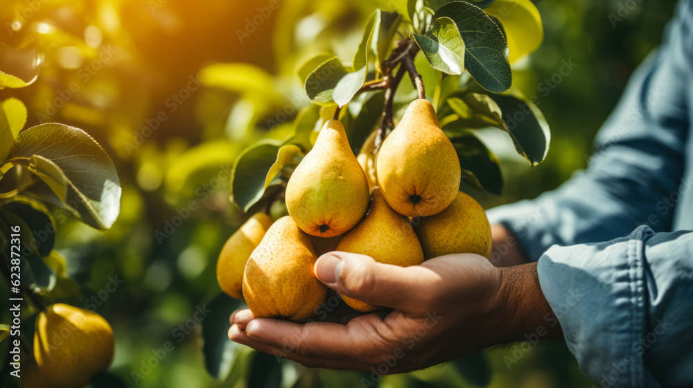 Hands holding juicy pears in an orchard; background with empty space for text Hands holding juicy pears in an orchard; background with empty space for text
