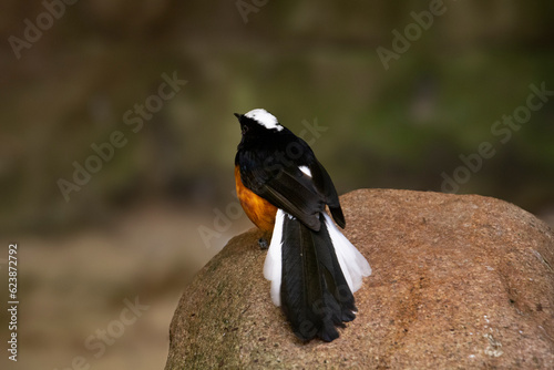 White crown shama on a stone. Copsychus stricklandii photo