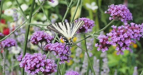 Iphiclides podalirius | Papillon le Flambé ou voilier, magnifique papillon d'europe, butinant le nectar de fleurs de verveine de Buenos-Aires (Verbena bonariensis) photo