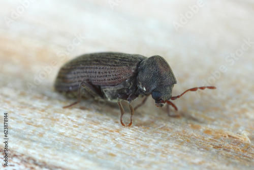 Woodworm or Furniture beetle (Anobium punctatum). The beetle on the wood in which its larvae develop. © Tomasz