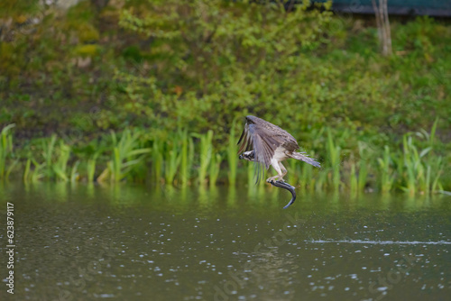 Osprey  Pandion halietus  in flight against a background of trees.