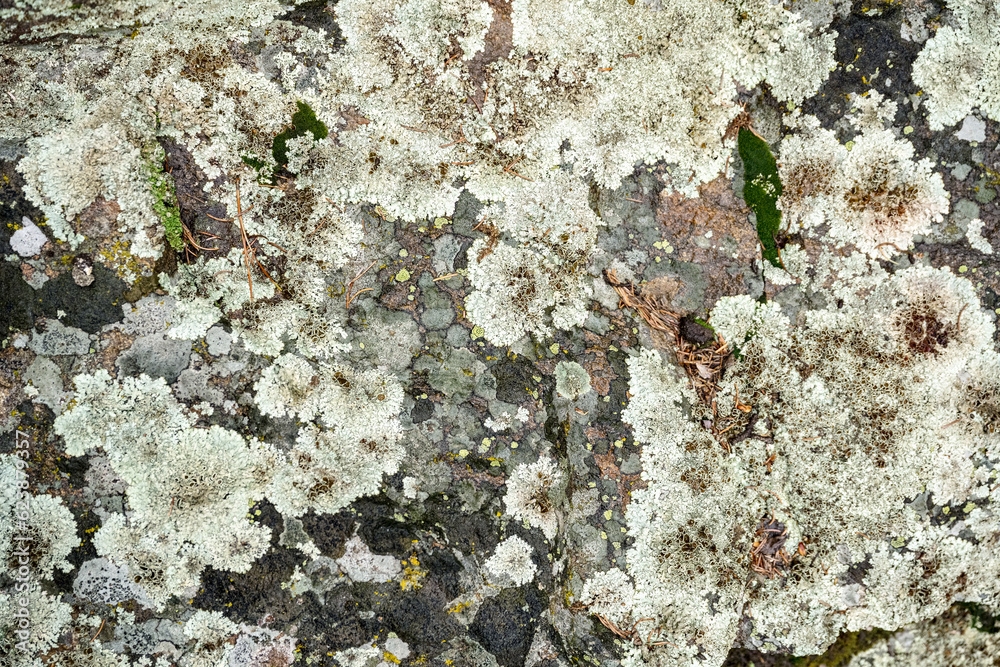 Mountain rocks with moss and green pine trees Mountain rocks with moss and green pine trees