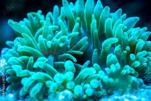 Fototapeta green bubble-tip anemone in underwater