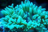 green bubble-tip anemone in underwater