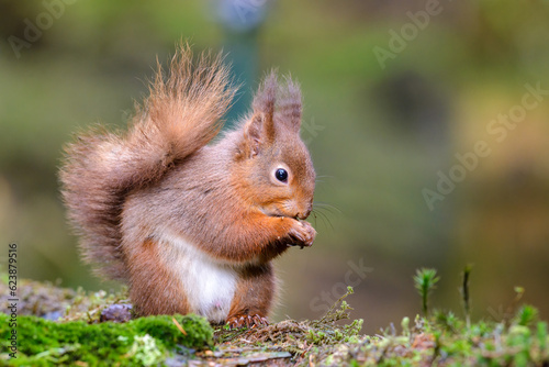 Red Squirrel  Sciurus vulgaris  on a lichen covered log  side view  looking alert. Winter