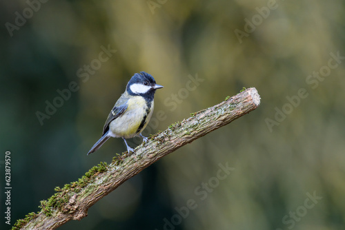 Great Tit, Parus major, perched on a moss covered tree branch. looking to the right © Vic Thornley