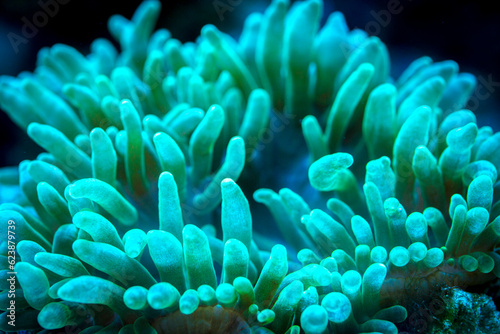green bubble-tip anemone in underwater