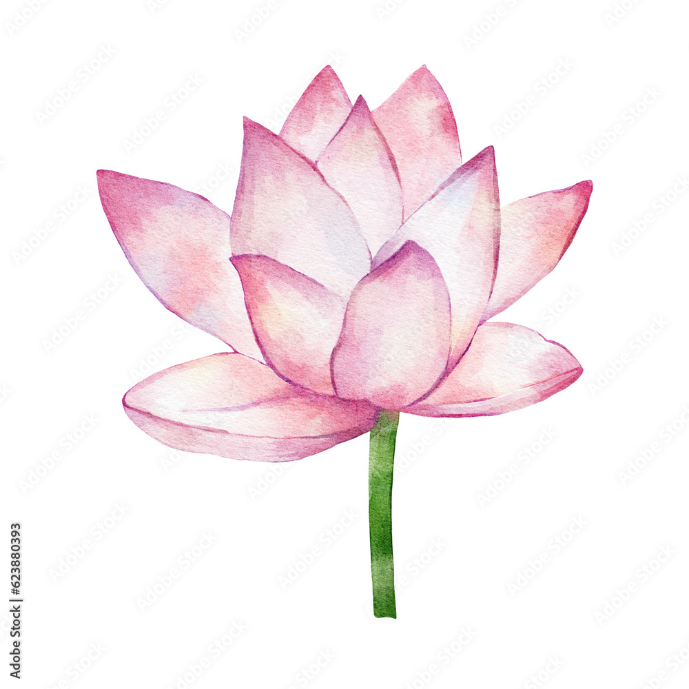 lotus flower isolated on white lotus flower isolated on white
