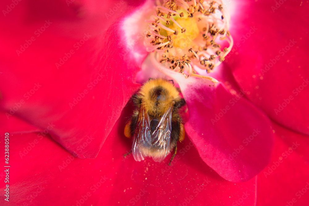 Bumblebee on a red rose flower